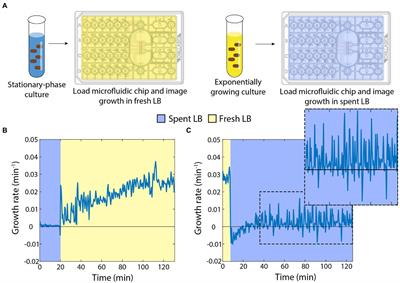 Cellular memory of rapid growth is sensitive to nutrient depletion during starvation